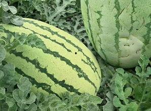 视频如何营造吃瓜平台,如何打造热门吃瓜平台，轻松吸引观众狂欢