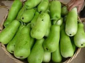 吃小孩的葫芦瓜好吗视频,吃小孩的葫芦瓜，真相大揭秘！